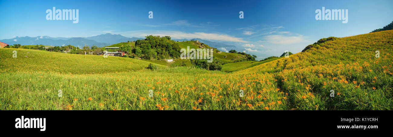 Die berühmten und schönen Daylily Blume am 60 Stone Mountain in Hualien, Taiwan Stockfoto