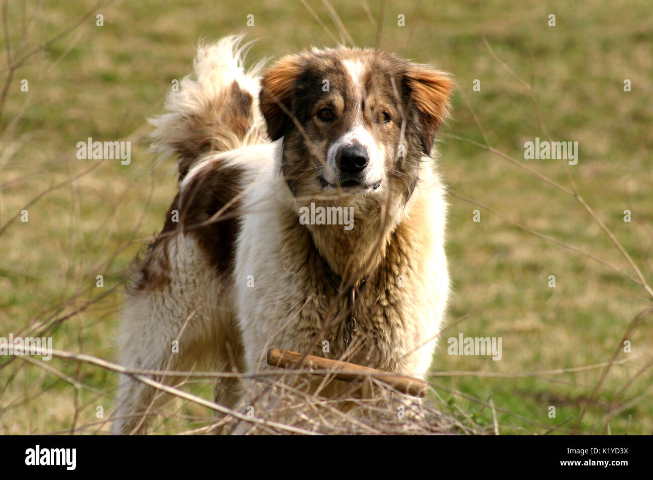 Guard Dog im Hof Stockfoto