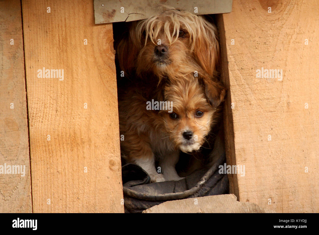 Zwei kleine Hunde in kleinen Holzhaus im Hof Stockfoto