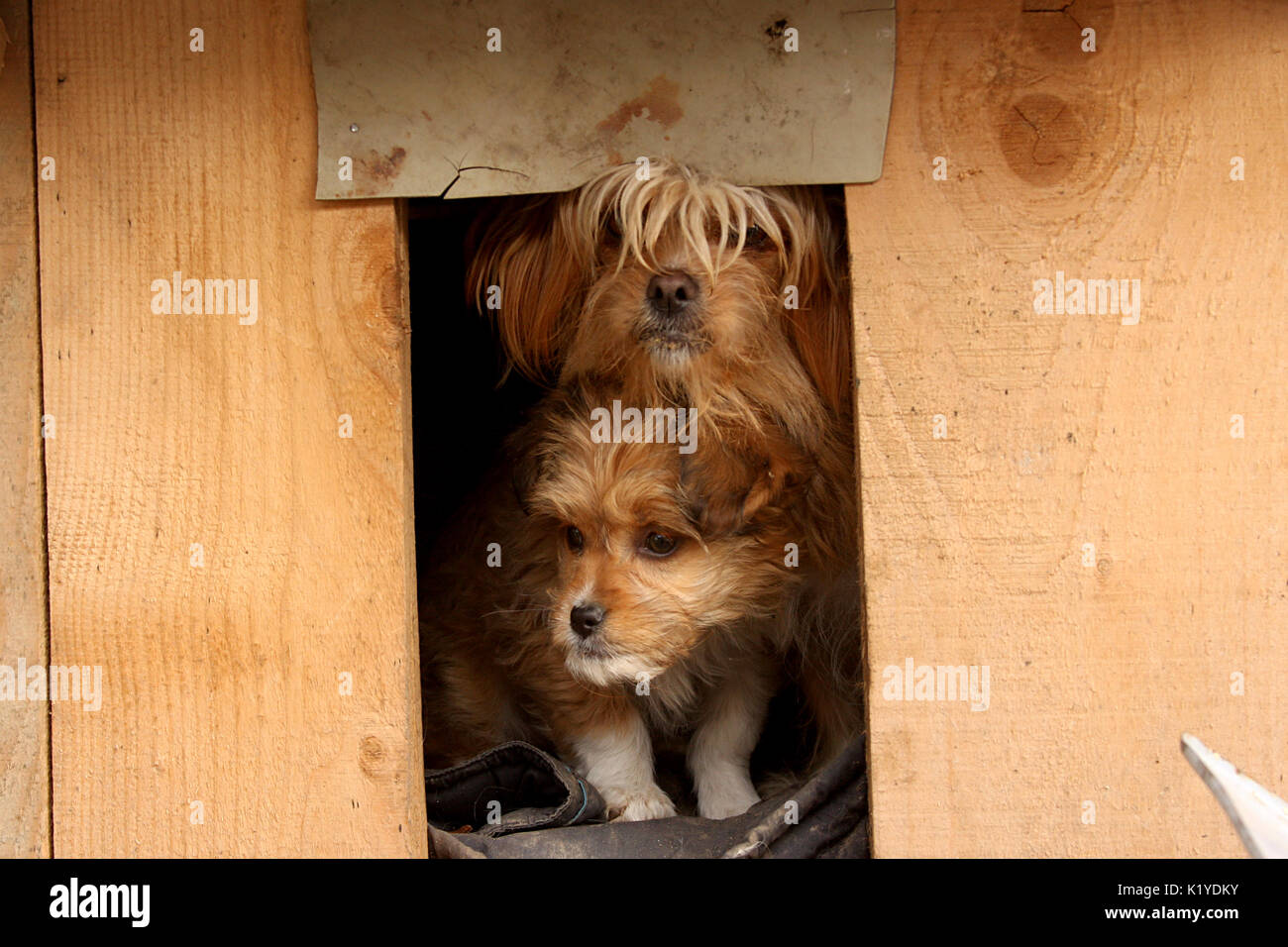 Zwei kleine Hunde in einem kleinen hölzernen Hundehaus im Hof Stockfoto