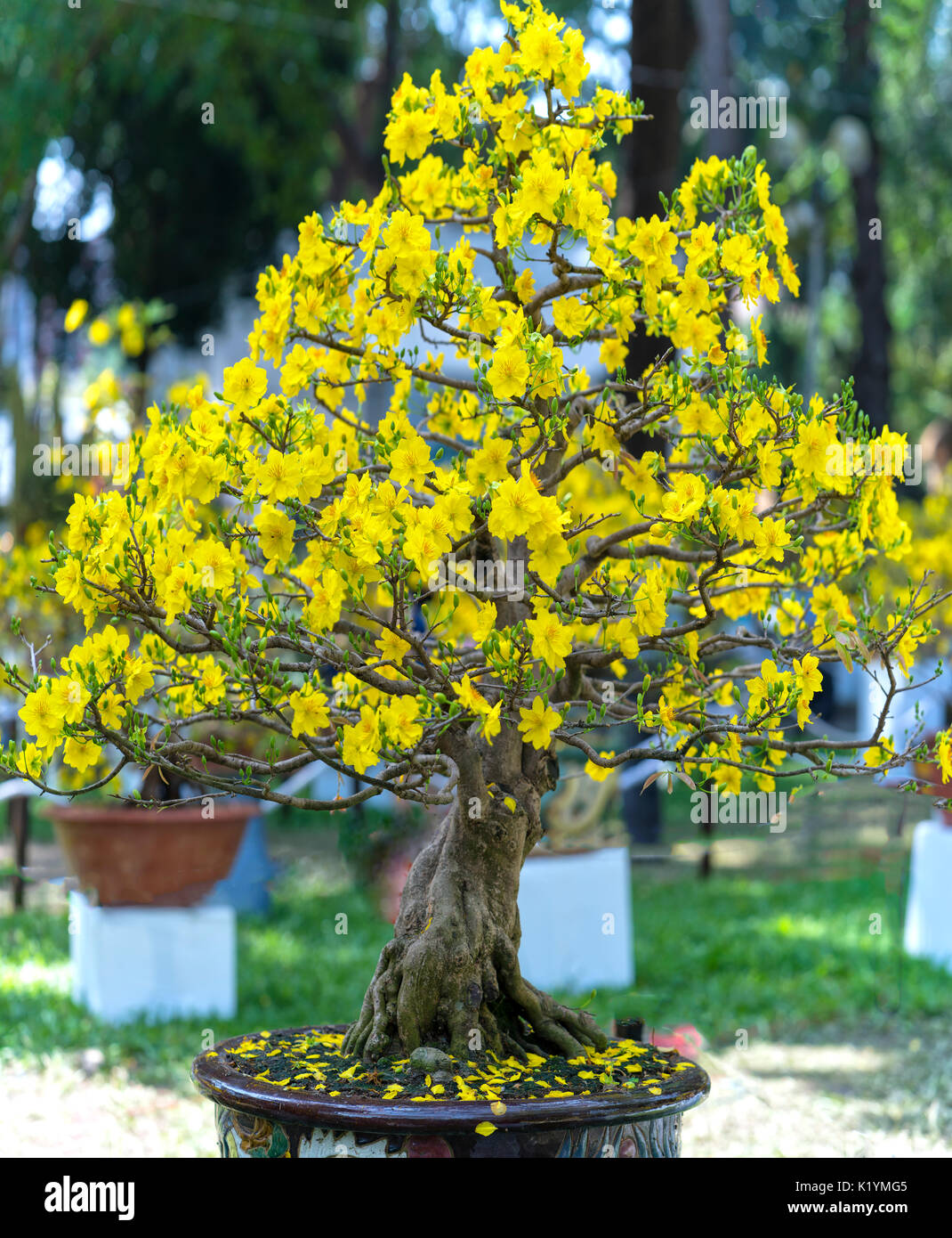 Aprikose Bonsai Baum blhen im Frhling mit gelb blhende Zweige  geschwungene schaffen einzigartige Schnheit der Frhling in Vietnam  Stockfotografie - Alamy