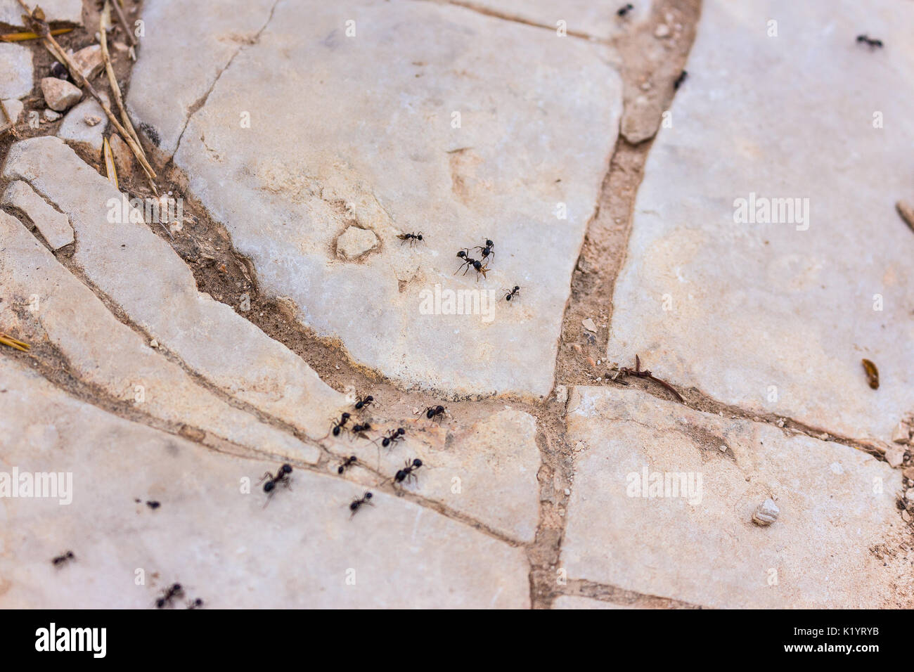 Formicidae ameise insekt Trail sammeln Lebensmittel für die Kolonie auf weißen Steine in der mediterranen Natur Stockfoto