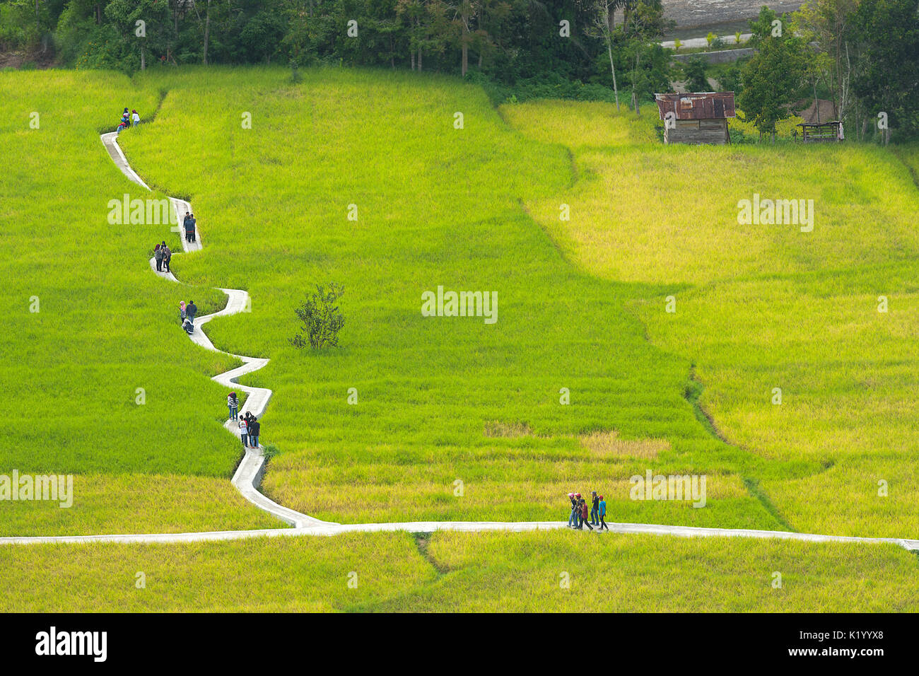 Einen wackligen konkrete Weg durch Einrahmer grüne Reisfelder für Besucher und Touristen, Tengah Sawah Ngarai Sianok, Bukit Tinggi, Sumarta, Indonesien. Stockfoto