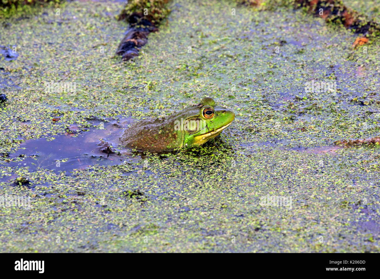 Bullfrog (Lithobates catesbeianus) im Wasserlinsen Stockfoto