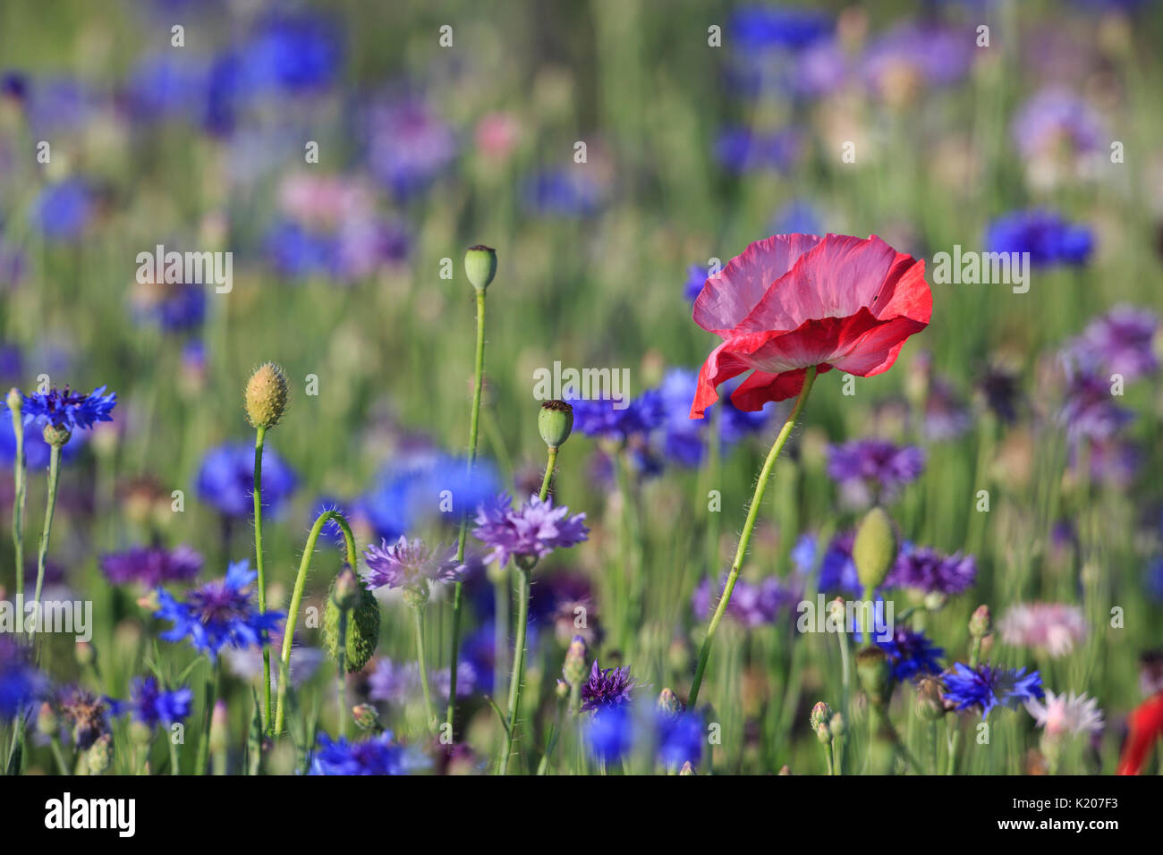 Blau Bachelor- Schaltfläche Blumen in einem Feld Stockfoto
