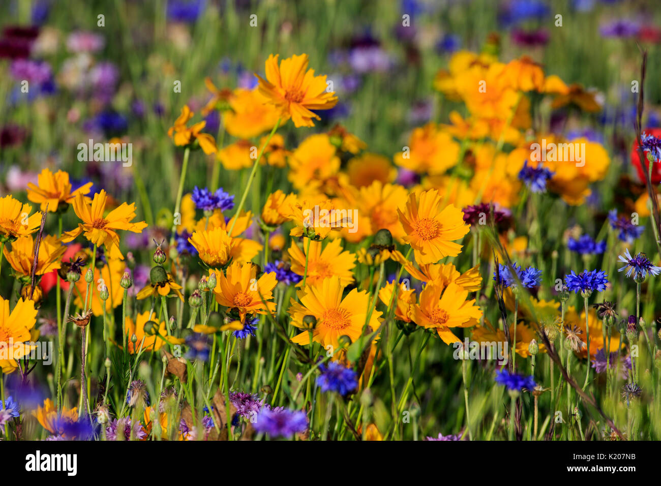 Coreopsis Blumen in einem Feld. Stockfoto