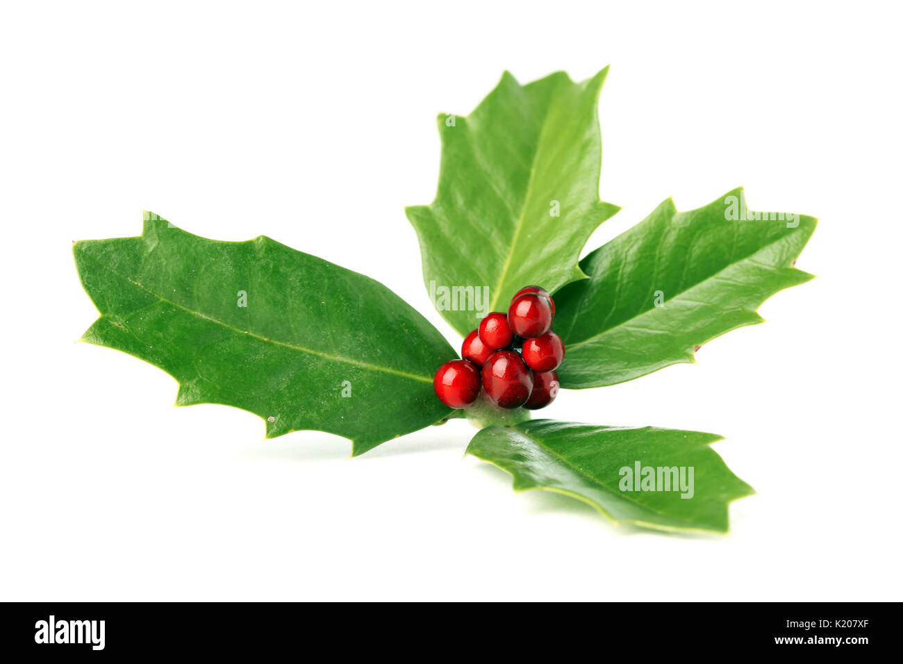 Helle grüne Weihnachten Holly mit roten Beeren isoliert auf weißem Stockfoto