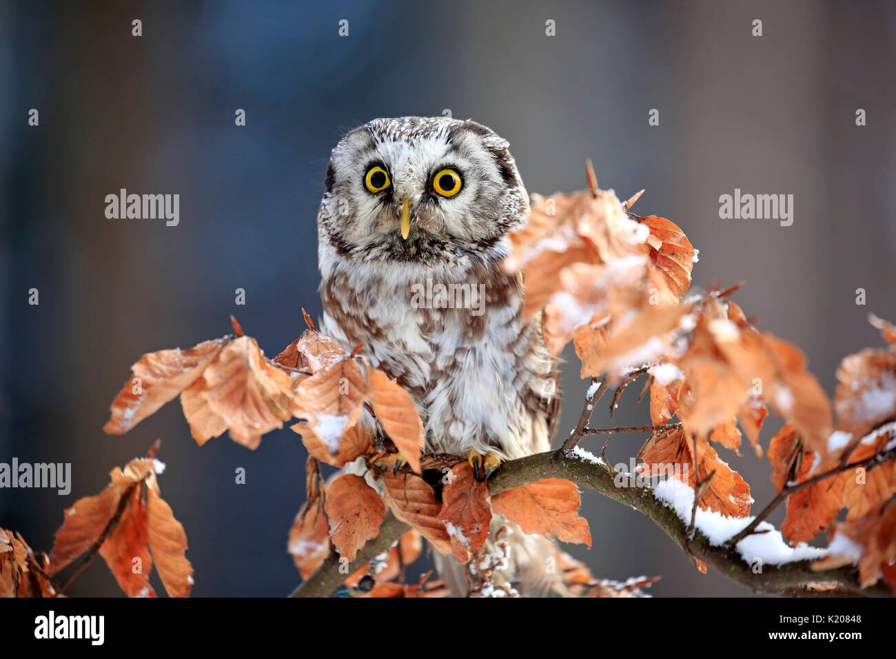Tengmalm's Owl (Aegolius funereus), Erwachsenen auf dem Baum im Winter, aufmerksam, Zdarske Vrchy, Böhmisch-Mährische Höhe Stockfoto