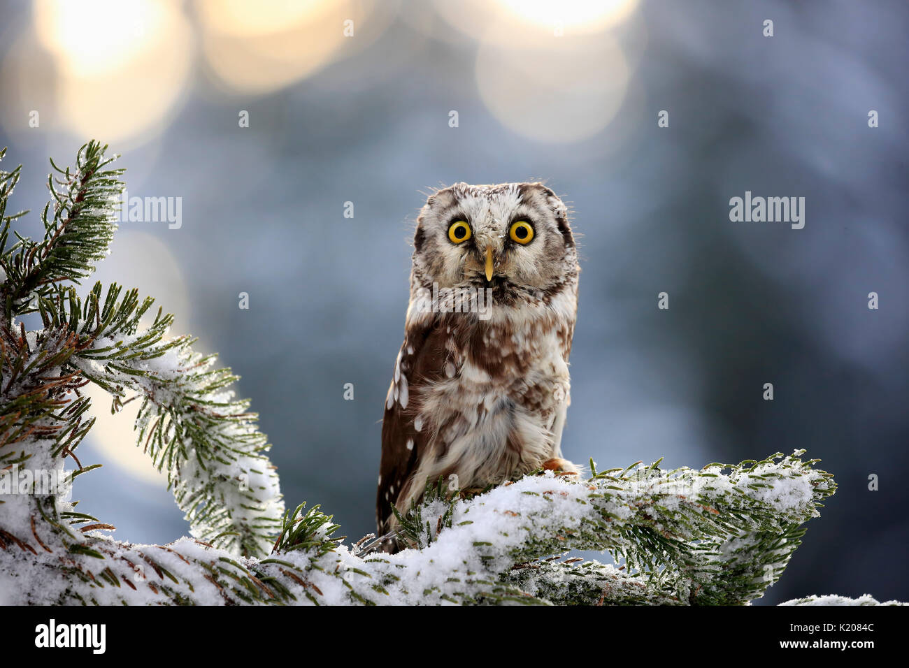 Tengmalm's Owl (Aegolius funereus), Erwachsenen auf dem Baum im Winter, aufmerksam, Zdarske Vrchy, Böhmisch-Mährische Höhe Stockfoto