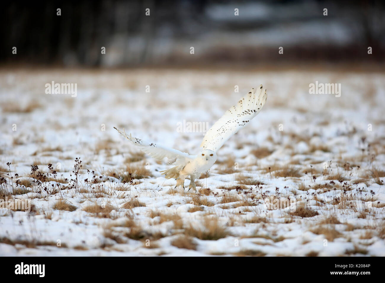 Snowy Owl, große weiße Eule (Nyctea scandiaca) nach oben fliegen im schnee, winter, Zdarske Vrchy, Böhmisch-Mährische Höhe Stockfoto