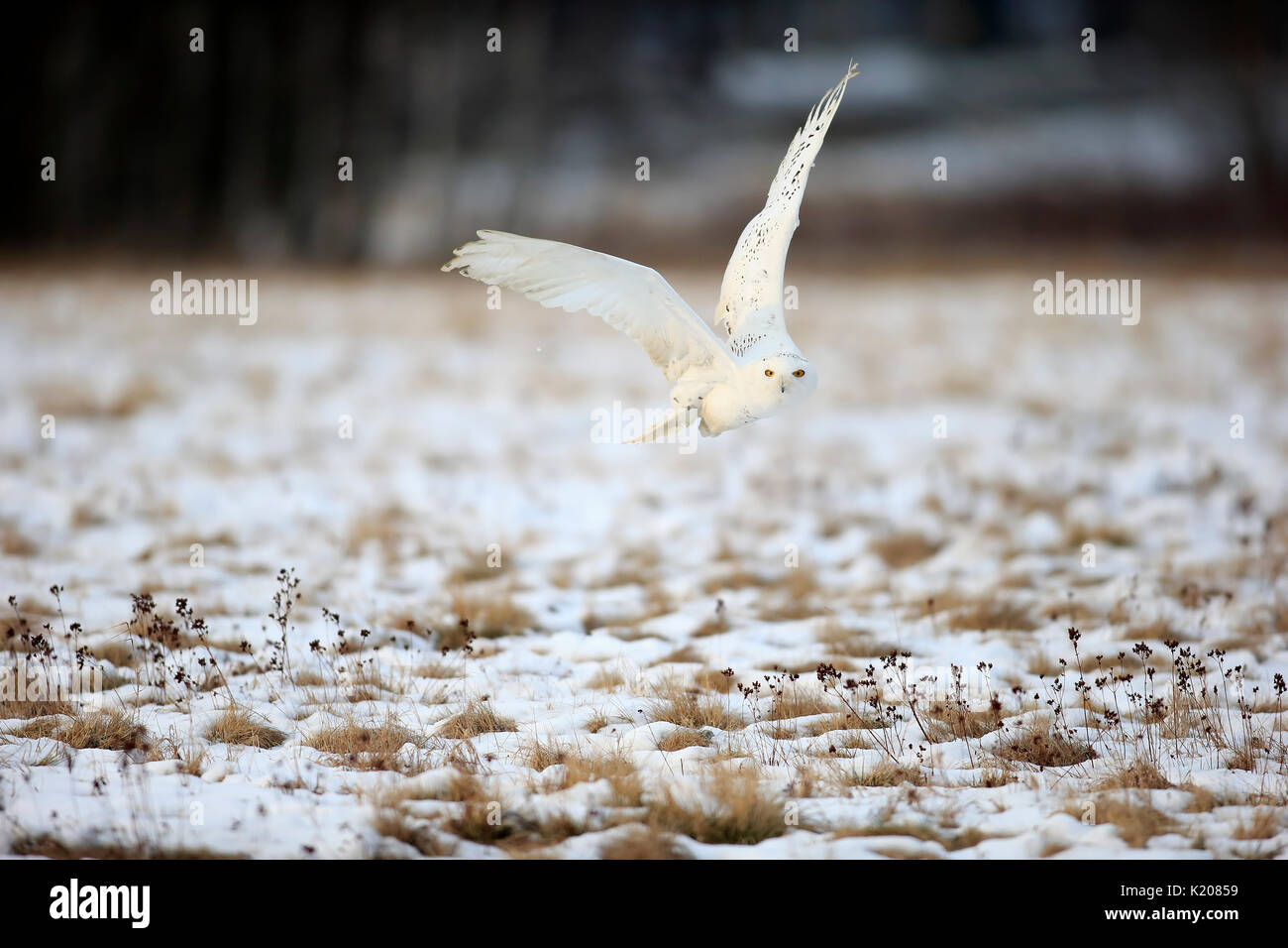 Snowy Owl, große weiße Eule (Nyctea scandiaca) nach oben fliegen im schnee, winter, Zdarske Vrchy, Böhmisch-Mährische Höhe Stockfoto