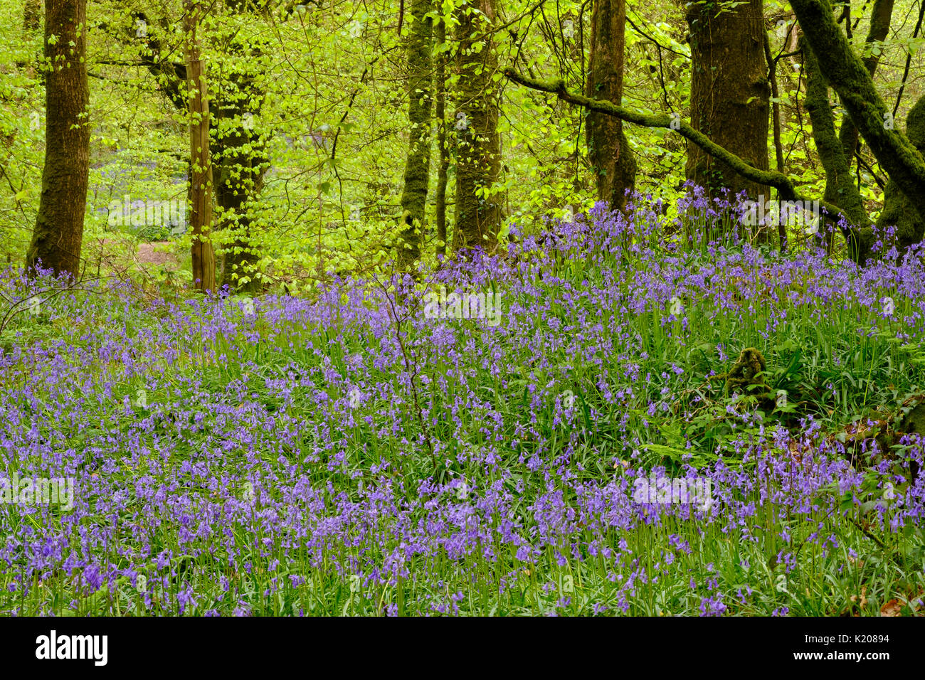 Blüten der Gemeinsamen Bluebell (Hyacinthoides non-scripta) im Wald, Naturschutzgebiet Golitha Falls, in der Nähe von Liskeard, Bodmin Moor Stockfoto