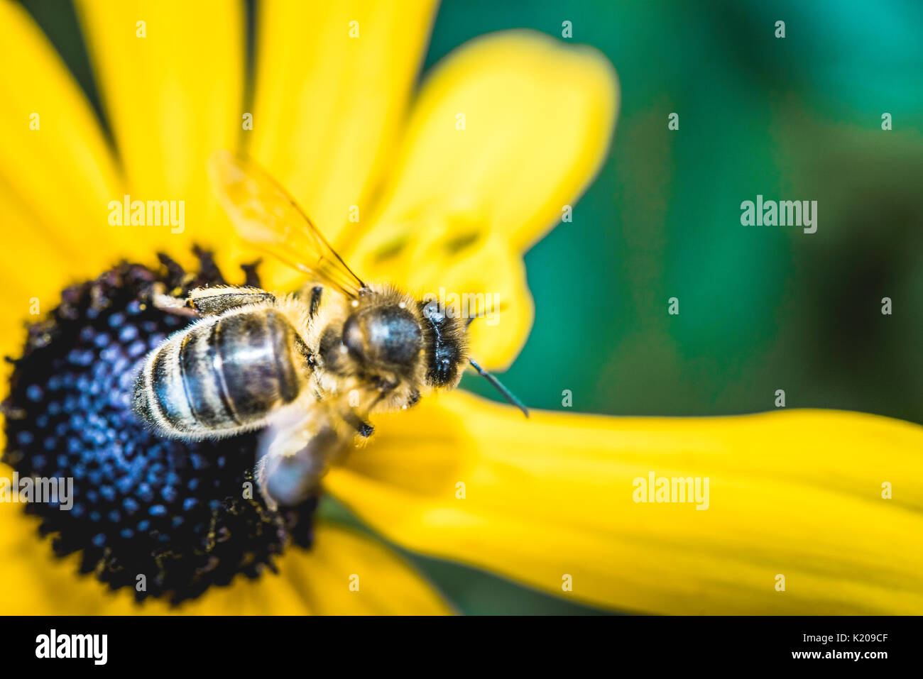 Die europäische Honigbiene (Apis mellifera) pollinates Blume, coneflower (Echinacea), Deutschland Stockfoto