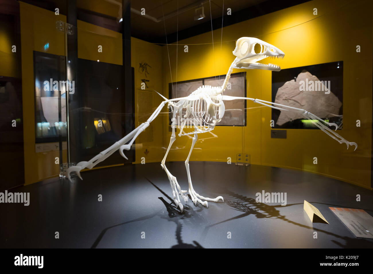 Modell Skelett Archaeopteryx, Mayor-Müller-Museum, Solnhofer, Altmühltal, Mittelfranken, Franken, Bayern, Deutschland Stockfoto
