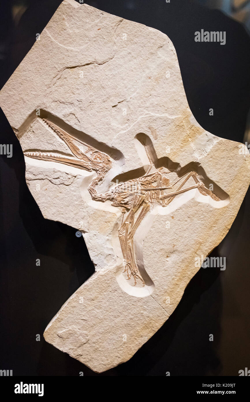 Skelett einer Short-tail Landung vogel Pterodactylus Mayor-Müller-Museum, Solnhofer, Altmühltal, Mittelfranken, Franken Stockfoto