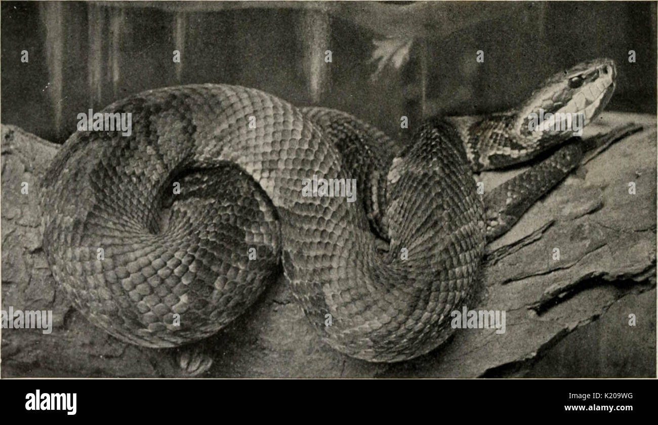 "Die Reptilien Buch; eine umfassende popularisiert Arbeiten über die Struktur und die Gewohnheiten der Schildkröten, Schildkröten, crocodilians, Echsen und Schlangen, das die USA und Nordmexiko 'bewohnen (1915) Stockfoto
