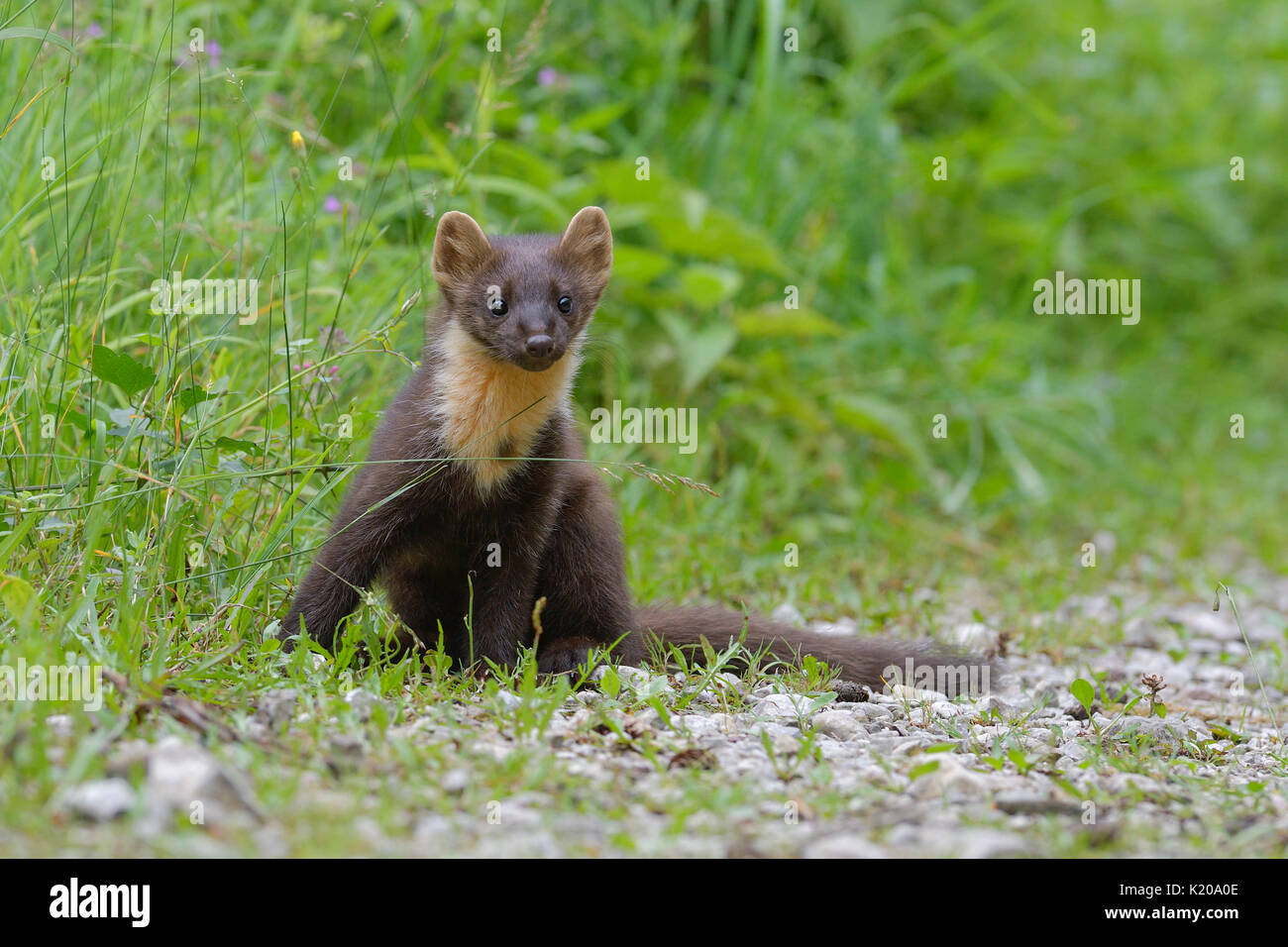 Europäische Baummarder (Martes martes) auf Forststraße, Tirol, Österreich Stockfoto