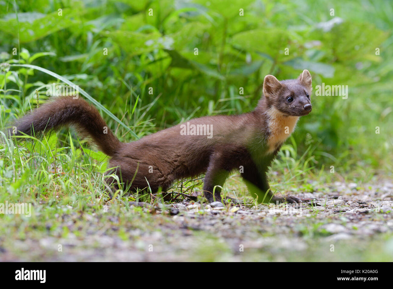 Europäische Baummarder (Martes martes) auf Forststraße, Tirol, Österreich Stockfoto