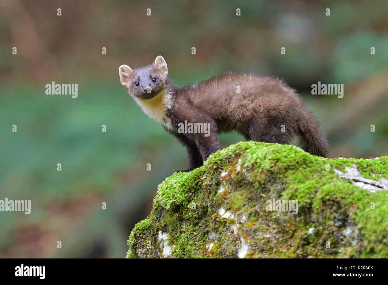 Europäische Baummarder (Martes martes) auf einem bemoosten Felsen, Tirol, Österreich Stockfoto