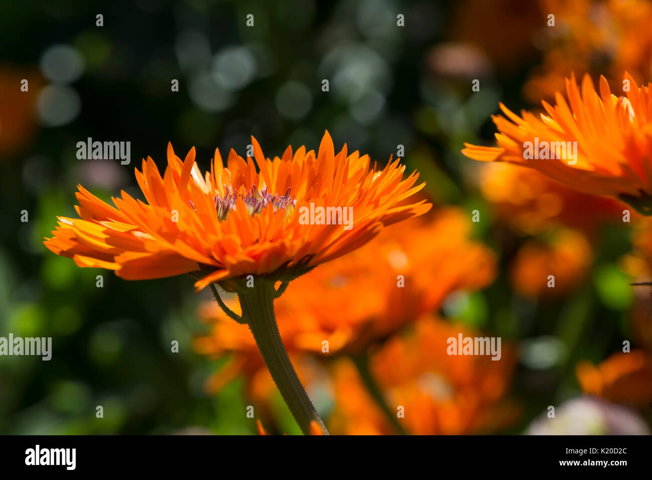 Calendula officinalis Greenheart Orange flower bed Fokussierung auf eine einzelne Blume im Vorderteil. Stockfoto