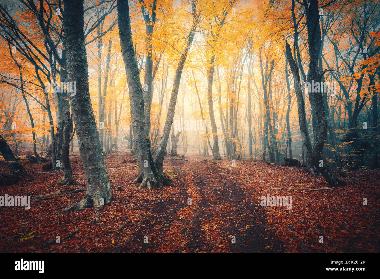 Herbst Wald mit Trail im Nebel. Herbst Wald. Die verzauberte Herbst Wald im Nebel am Abend. Alter Baum. Landschaft mit Bäumen, bunte Orange und Rot fo Stockfoto