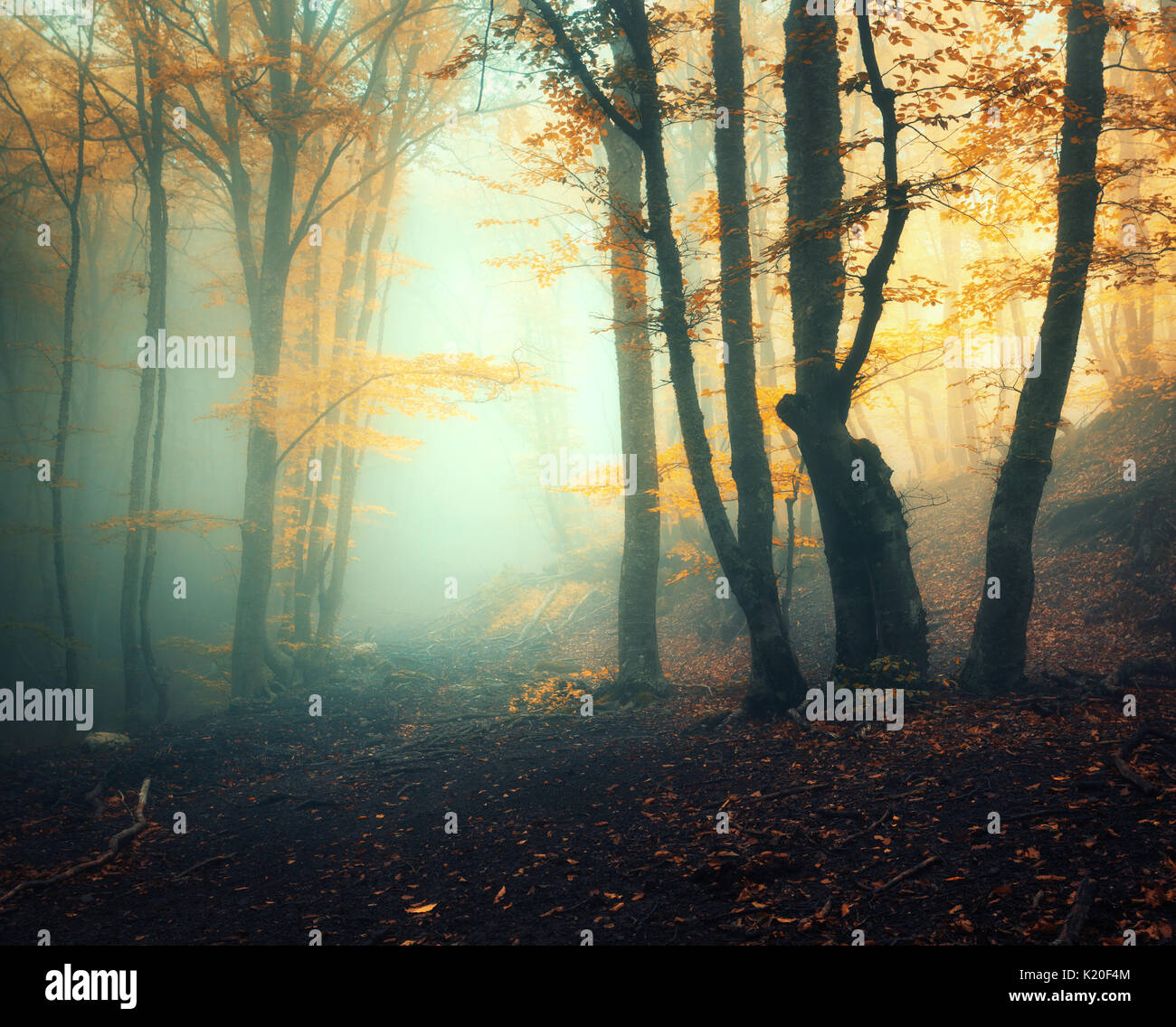 Märchen Wald im Nebel. Herbst Wald. Die verzauberte Herbst Wald im Nebel am Abend. Alter Baum. Landschaft mit Bäumen, bunte orange Laub und grünen Nebel. Stockfoto