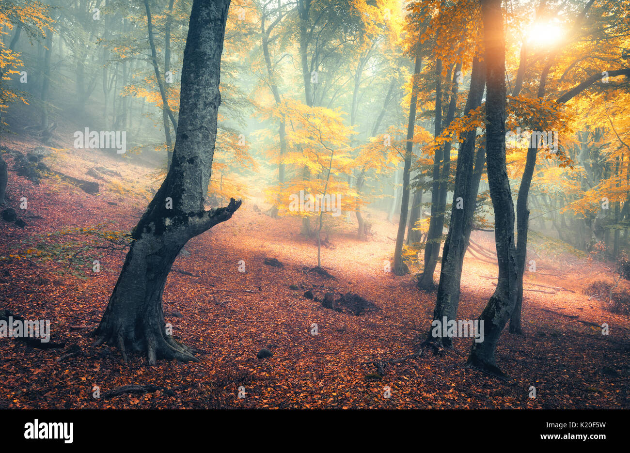 Märchen Wald im Nebel. Herbst Wald. Die verzauberte Herbst Wald im Nebel am Abend. Alter Baum. Landschaft mit Bäumen, bunte orange und rot Laub und Fo Stockfoto