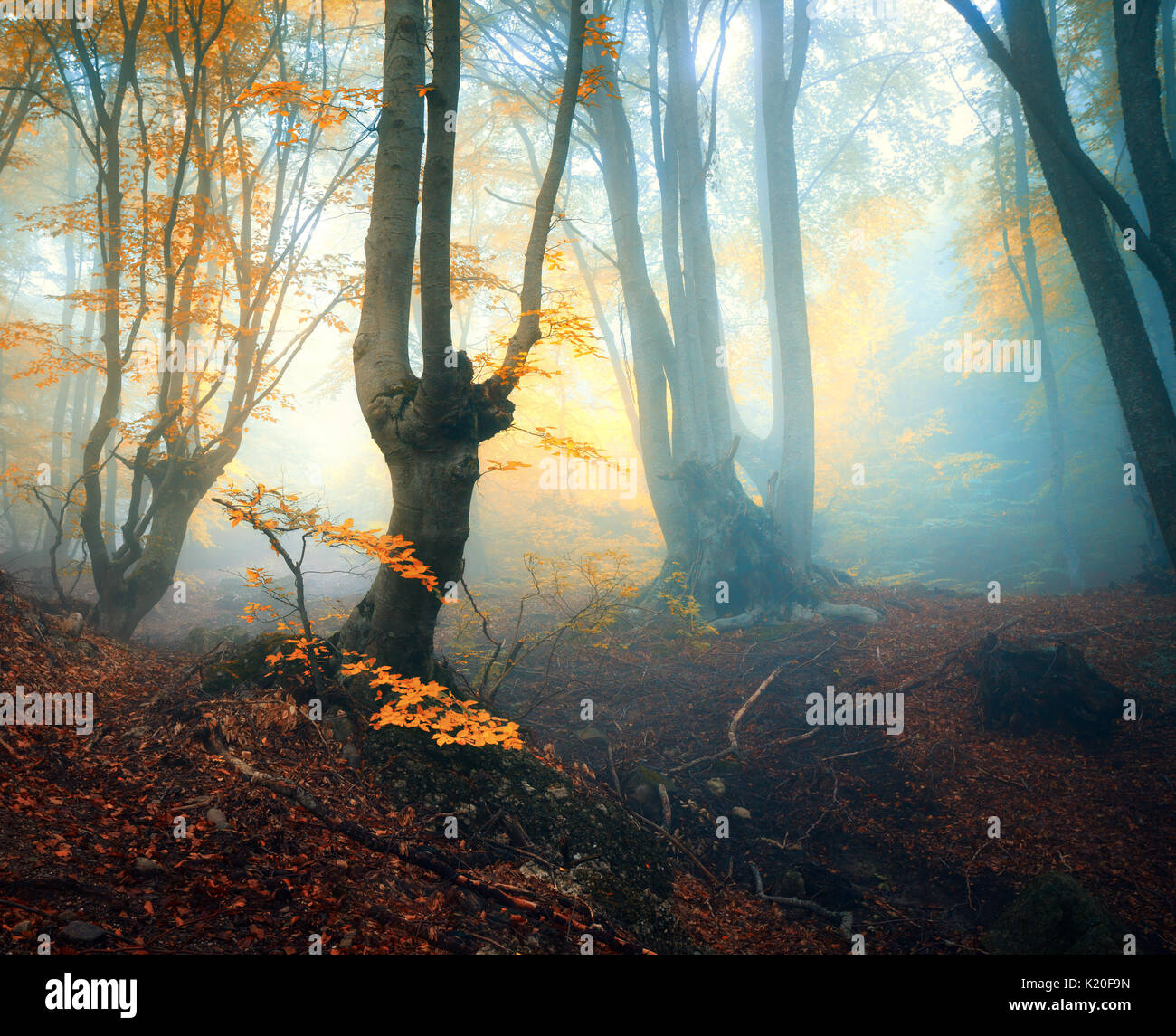 Märchen Wald im Nebel. Herbst Wald. Die verzauberte Herbst Wald im Nebel am Abend. Alter Baum. Landschaft mit Bäumen, bunte gelbe und rote Laub und Fo Stockfoto