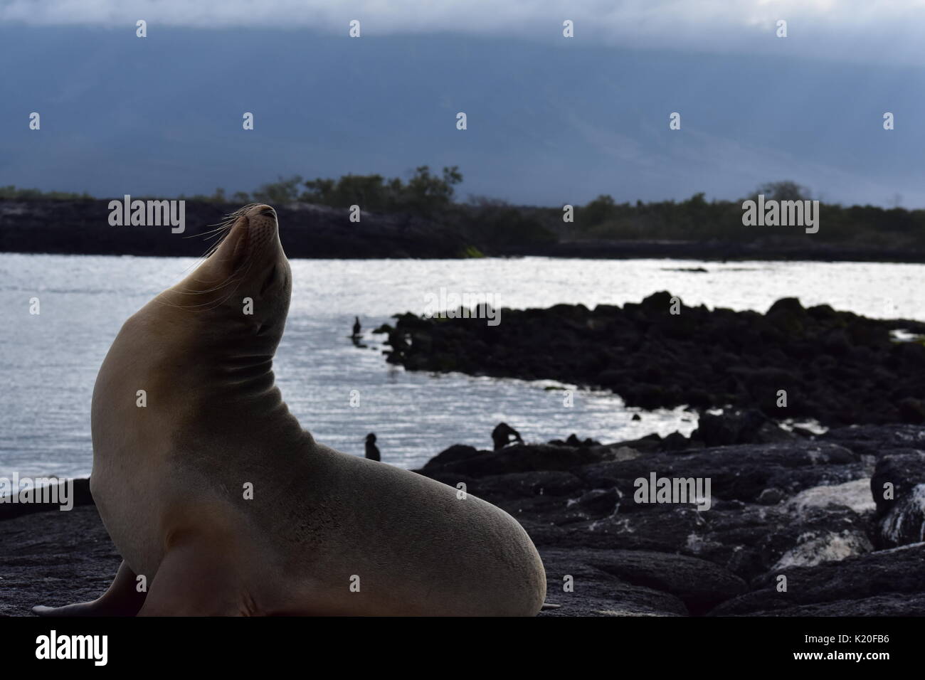 Galapagos Mariner Leguan auf seinem Trone. Stockfoto