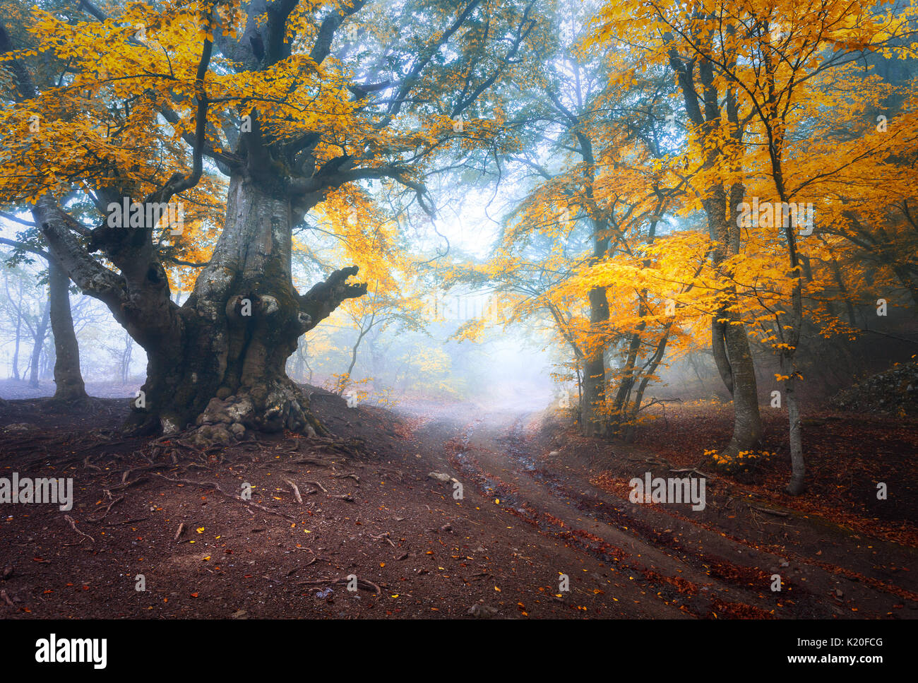 Herbst Baum im Nebel. Alte Magische Baum mit großen Zweigen und orange und rote Blätter. Mystische Herbst Wald und Straße im Nebel. Märchenwald. Bunte Häuser Stockfoto