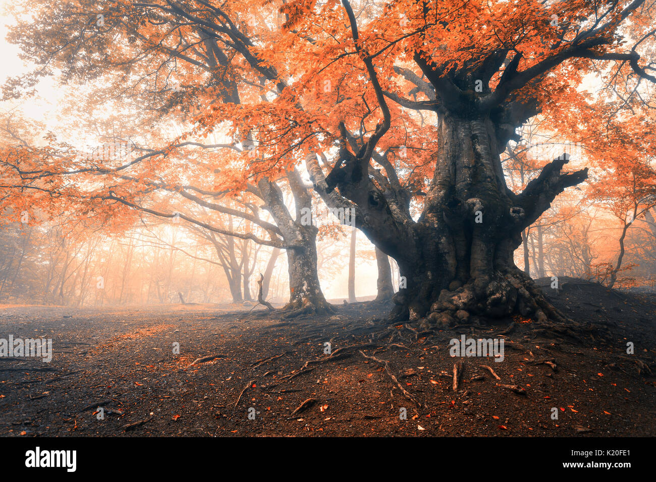 Herbst Baum im Nebel. Alte Magische Baum mit großen Zweigen und orange und rote Blätter. Mystische Herbst Wald und Straße im Nebel. Märchenwald. Bunte Häuser Stockfoto