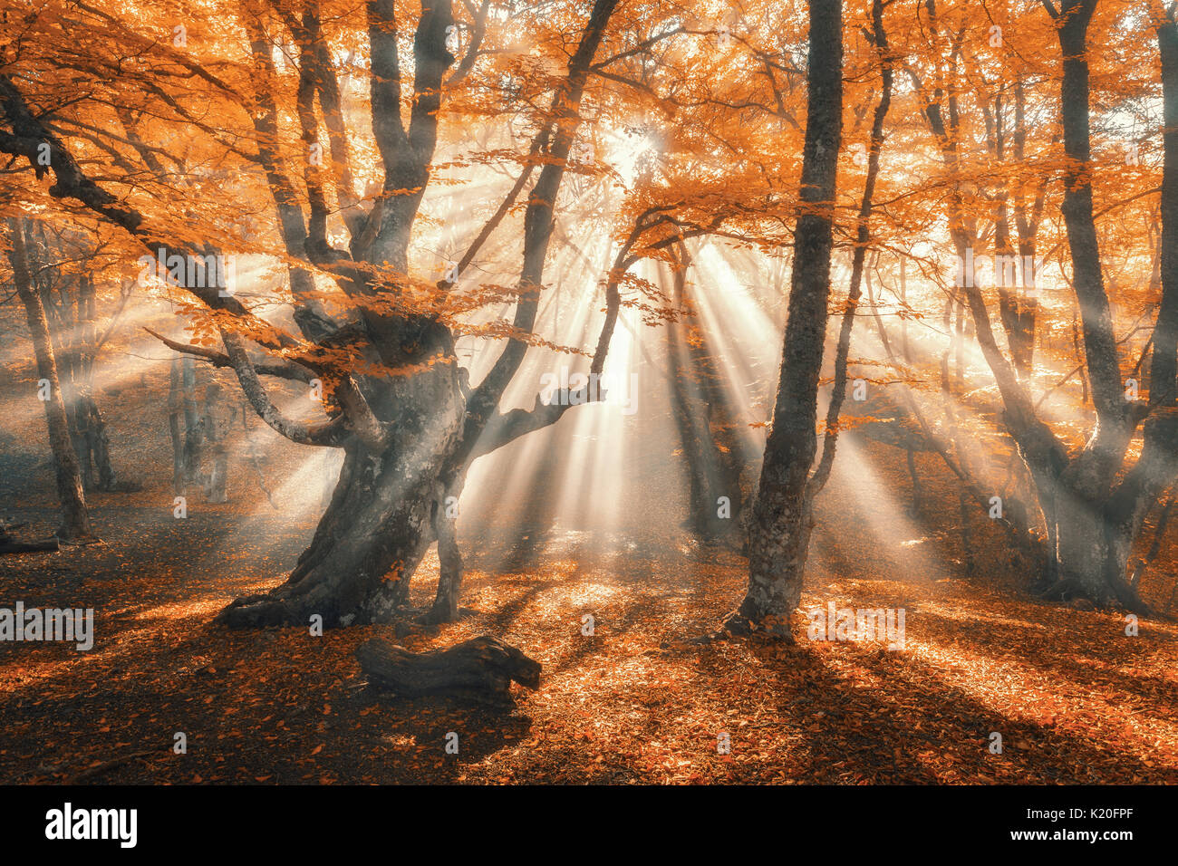 Magische Herbst Wald mit Sonnenstrahlen am Abend. Bäume im Nebel. Bunte Landschaft mit nebligen Wald, gold Sonnenlicht, orange Laub bei Sonnenuntergang. Fee Stockfoto