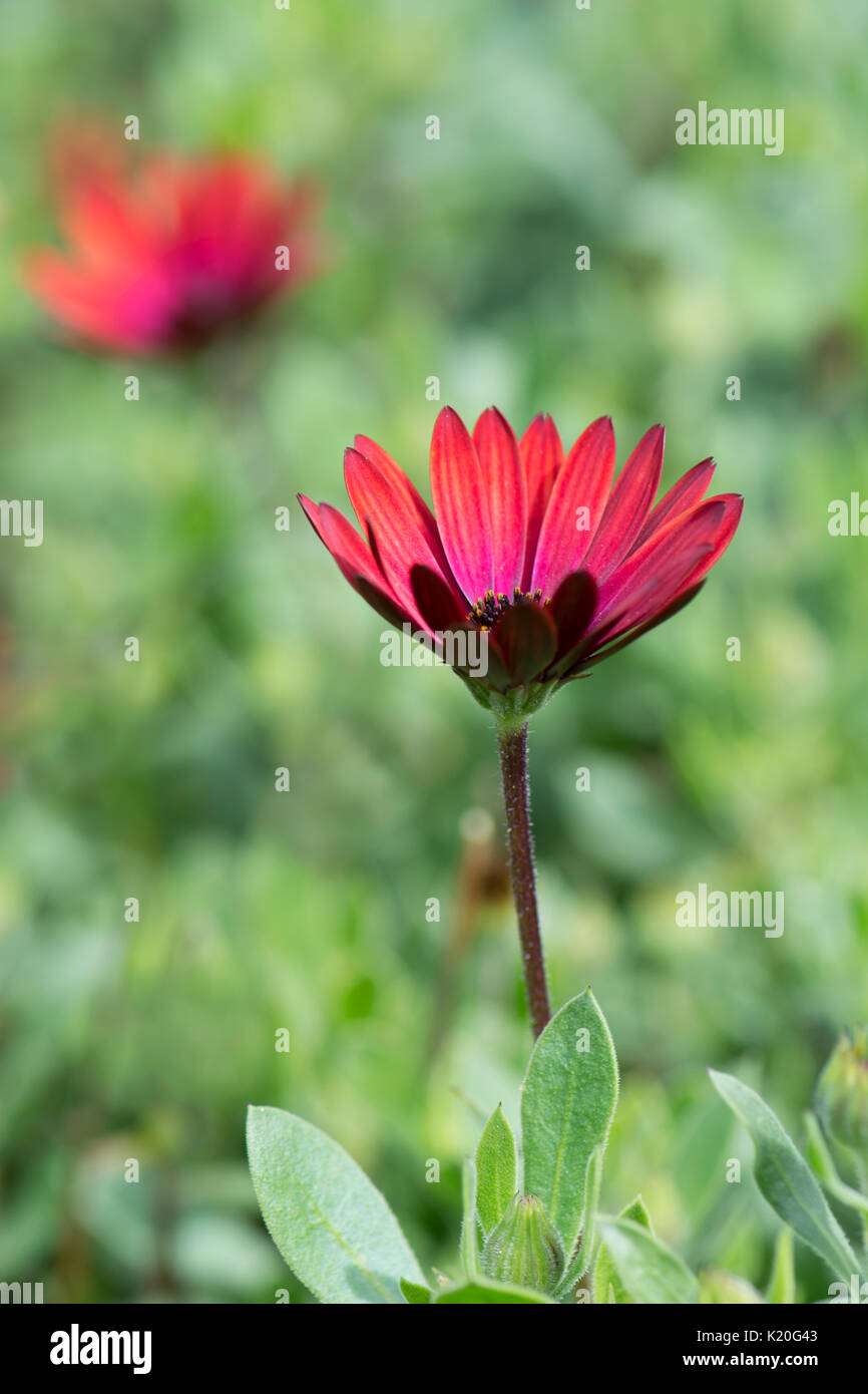 Elite Osteaspermum 'Ruby' Blumen im Garten. Fokus auf das Zentrum Herzen von Blume mit sehr geringer Tiefenschärfe verwendet, wobei e Stockfoto