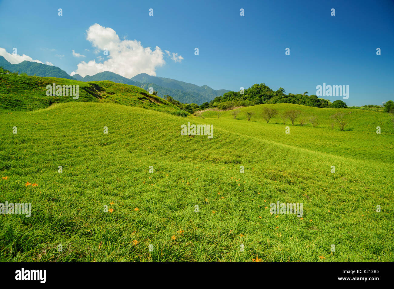 Die berühmten und schönen Daylily Blume am 60 Stone Mountain in Hualien, Taiwan Stockfoto