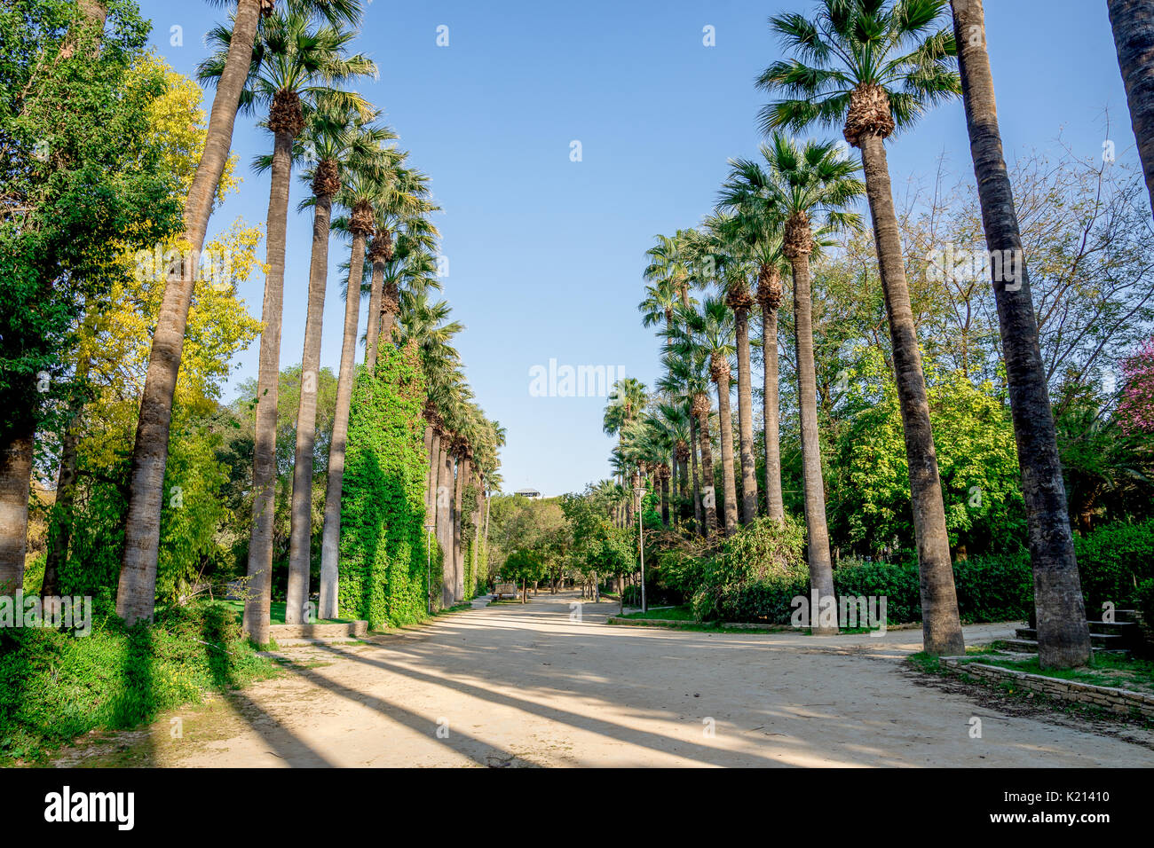 Ein Wanderweg von hohen Palmen in einem kleinen, öffentlichen Park in der Stadt Nicosia, Zypern Stockfoto