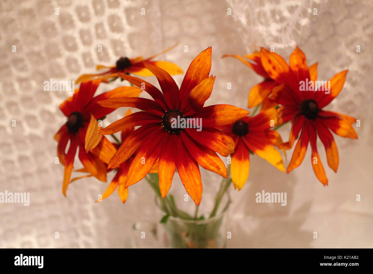 Schönen Blumenstrauß Garten Blumen im Sommer blühen im Strahlen der Sonne Stockfoto