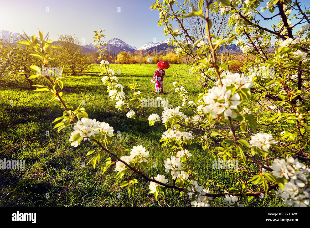 Frau in Kimono mit roten Regenschirm im Garten mit weissen Kirschblüten Blumen am Berg Hintergrund Stockfoto