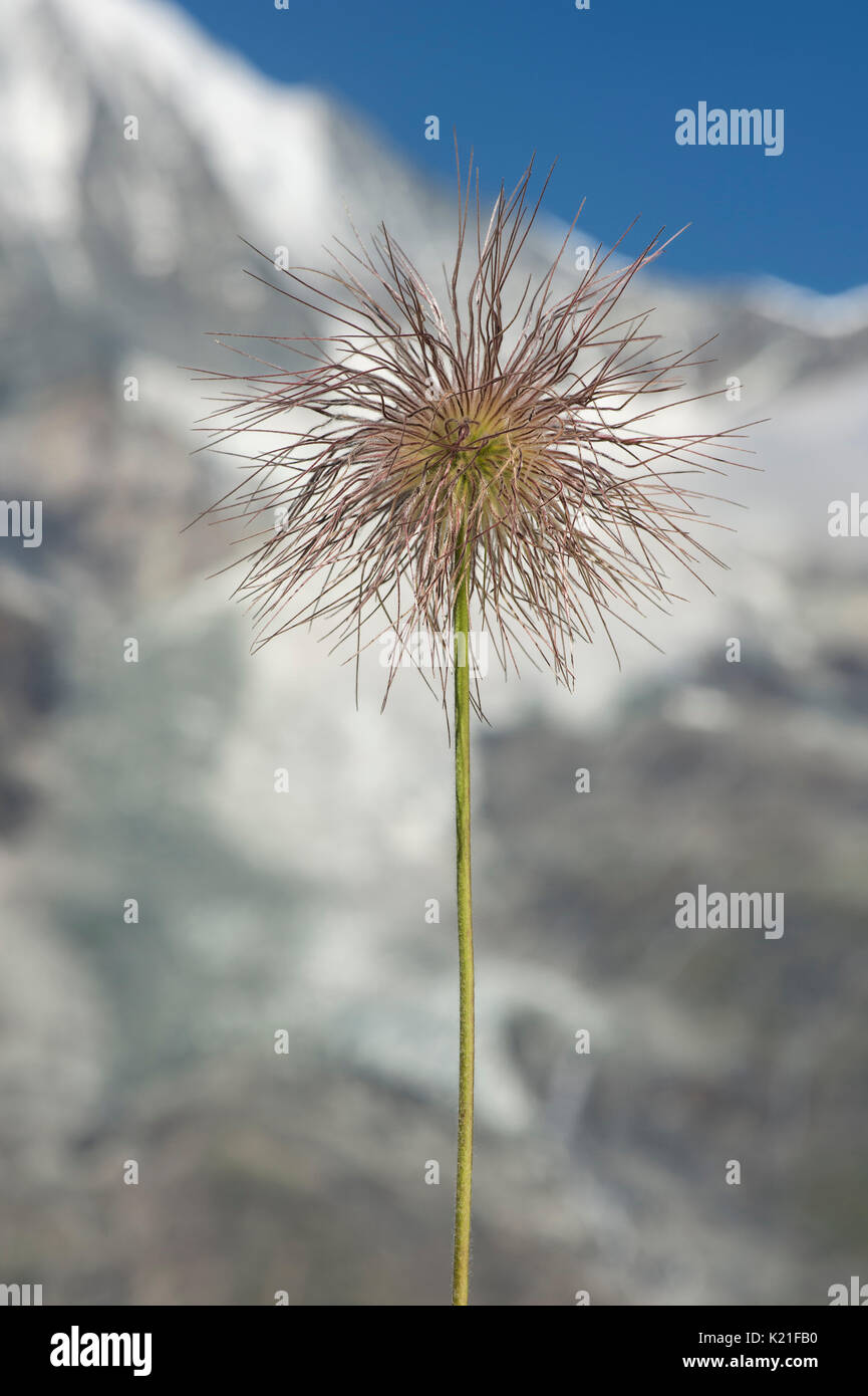 Alpine Küchenschelle (Pulsatilla alpina) mit seinem unverwechselbaren seidig behaarte Samen-Köpfen (achenes), Gasterntal, Wallis, Schweiz Stockfoto