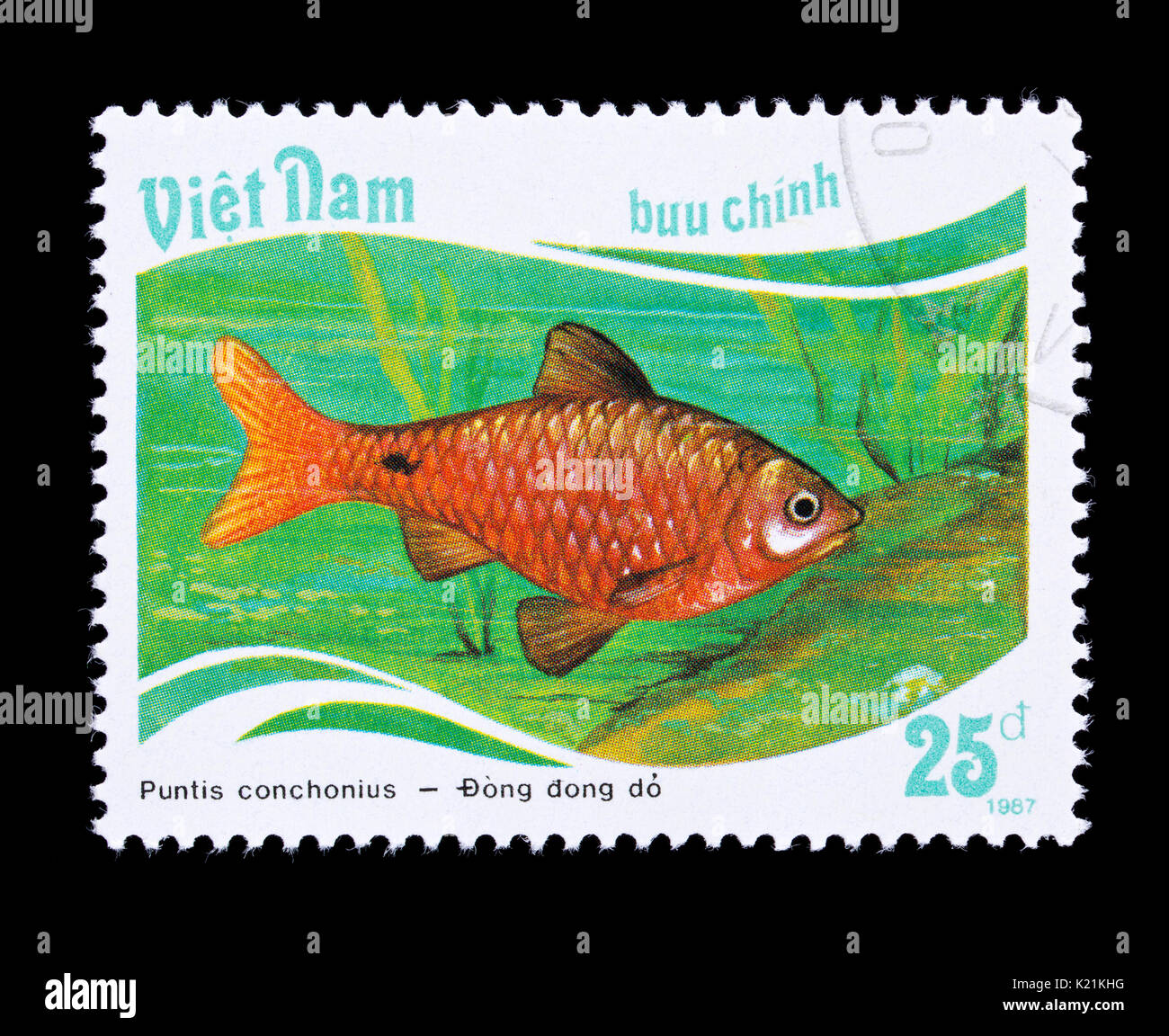 Briefmarke aus Vietnam, eine rosige Widerhaken (Pethia Conchonius) Stockfoto