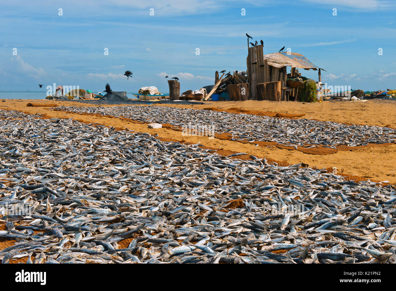 Sri Lanka, trockener Fisch Stockfoto