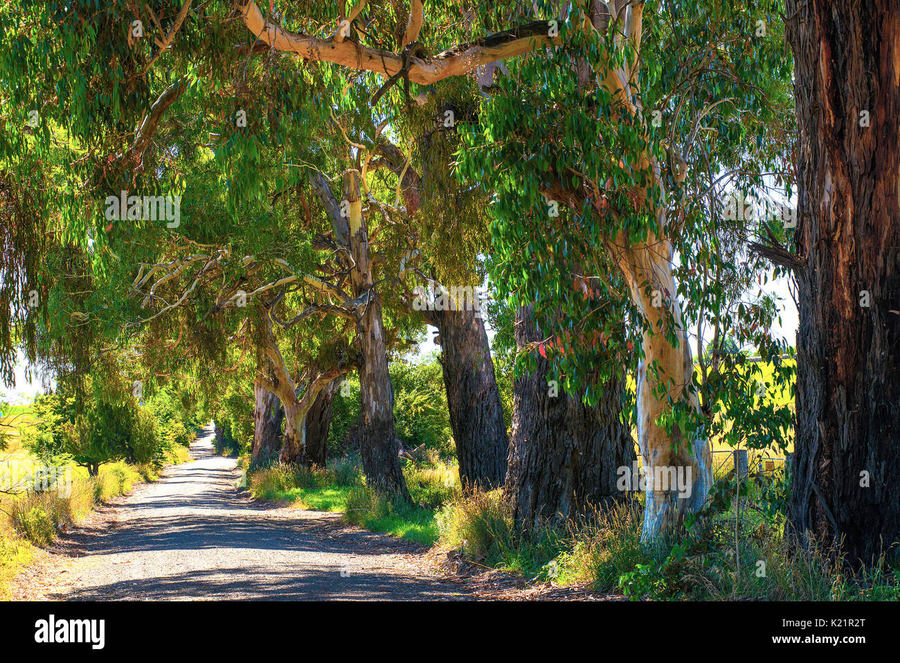 Eukalyptus-Bäume Stockfoto