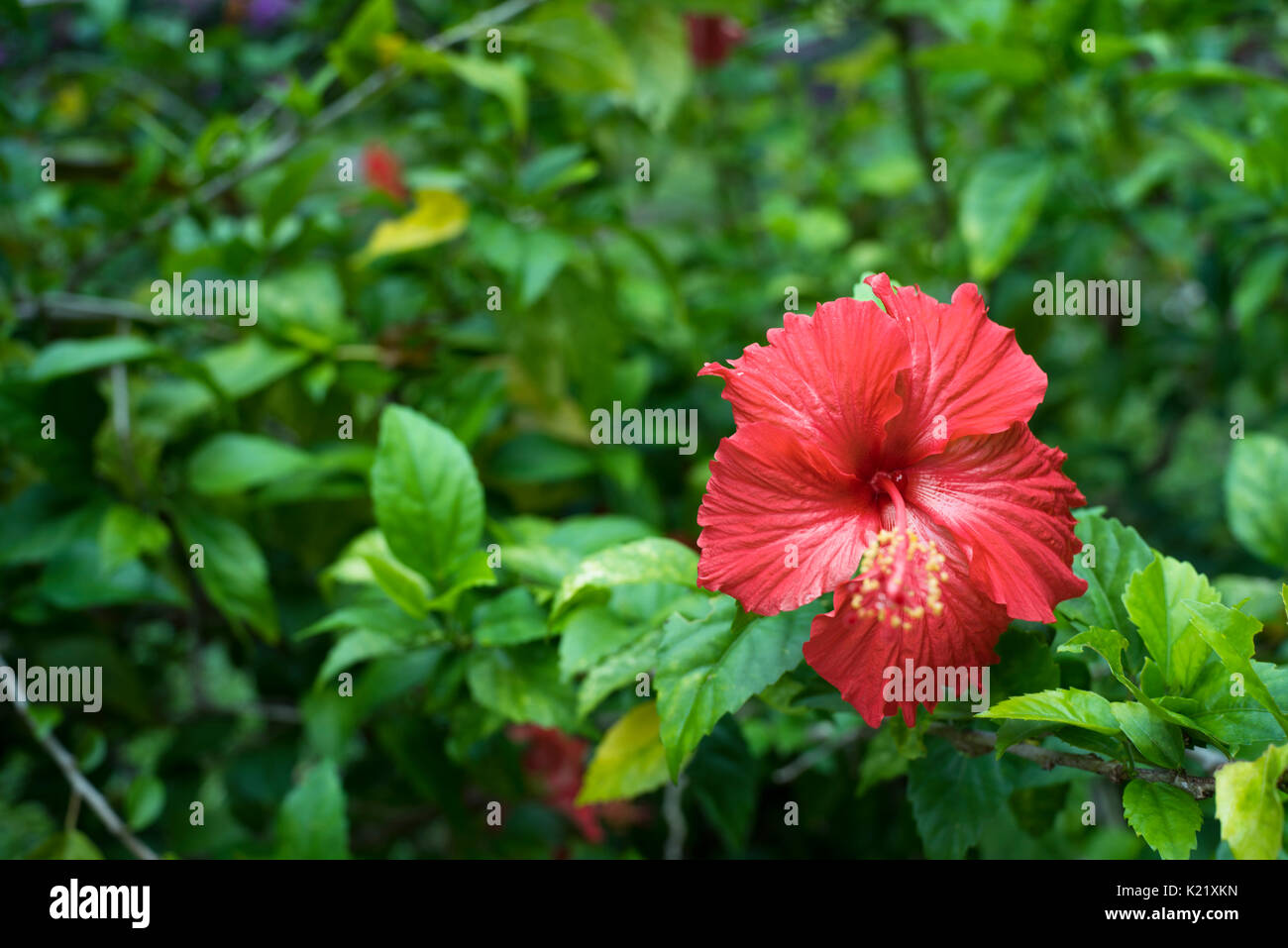 Hibiscus rosa-sinensis Stockfoto