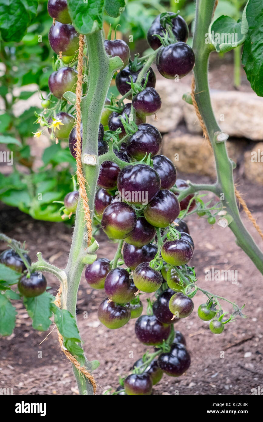 Indigo Rose Tomaten Tomaten, die Extrem an Vitaminen und Antioxidantien hoch sind. Stockfoto