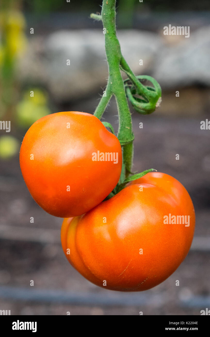 Crimson Zerdrücken Tomaten ein Störfaktor-resistente Tomate von Wissenschaftlern der Bangor University entwickelt. Stockfoto