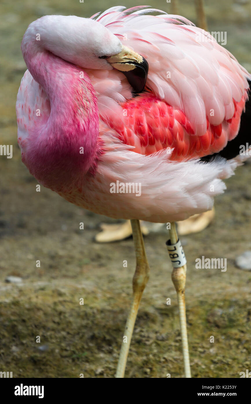 Anden Flamingo an Slimbridge Stockfoto