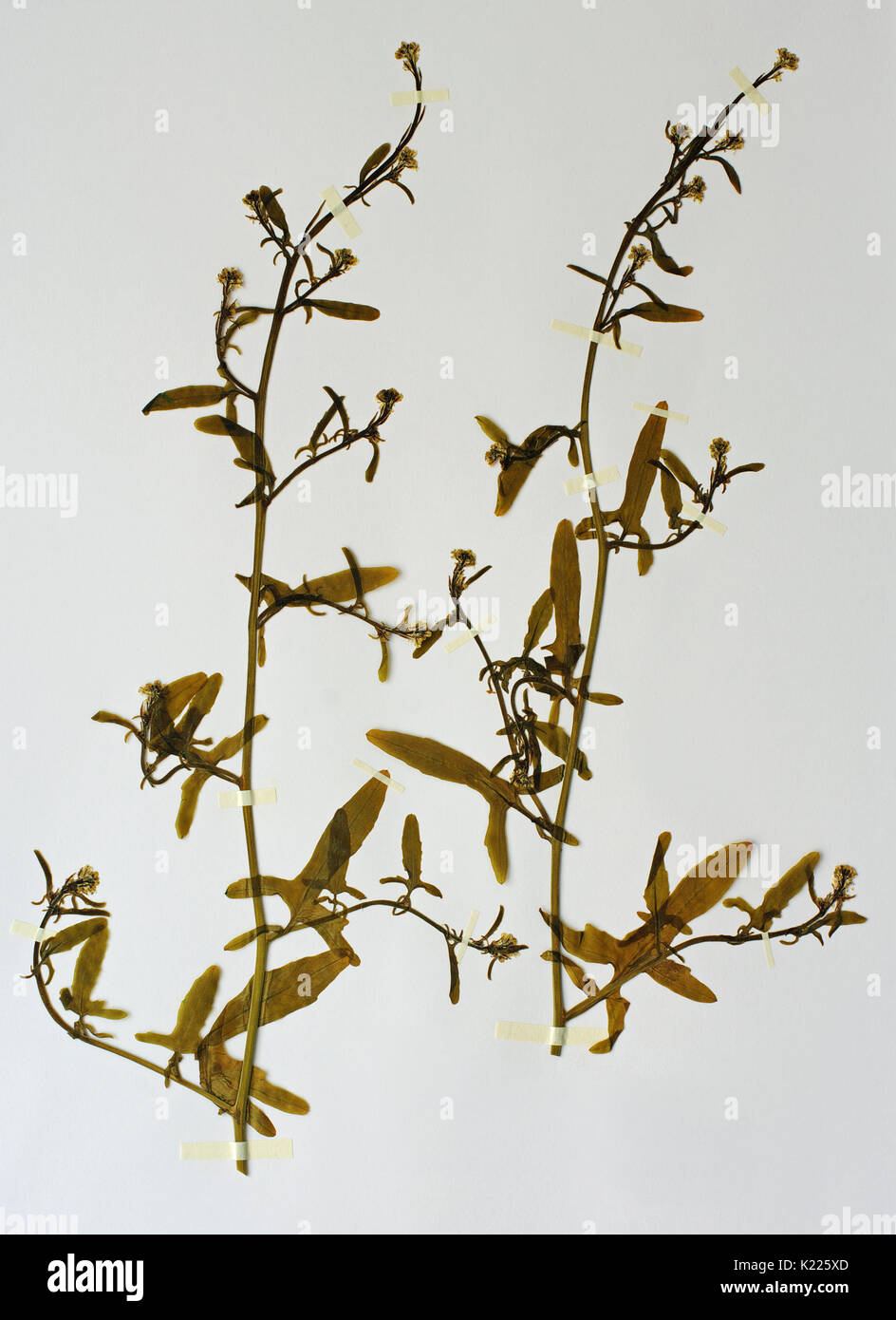 Ein herbarium Blatt mit Sissymbrium officinale, Senf oder der "Inger #s Werk', von der Familie Brassicaceae Stockfoto