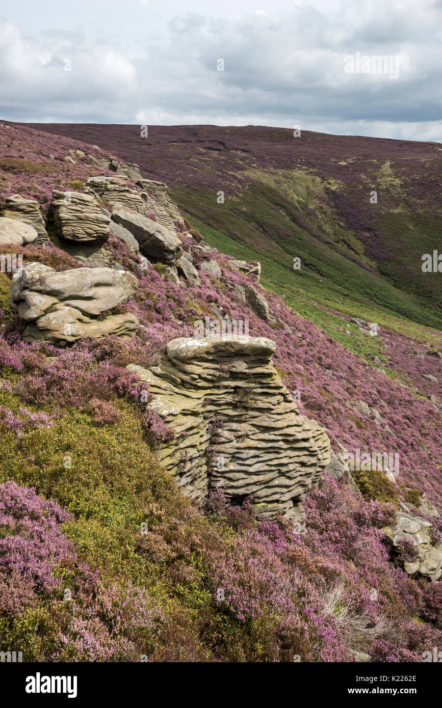 Gritstone Aufschlüsse zu klingeln Roger auf Kinder Scout. Heidekraut blüht zwischen den Felsen auf den Hügeln über Morley, Peak District, Derbyshire, England. Stockfoto