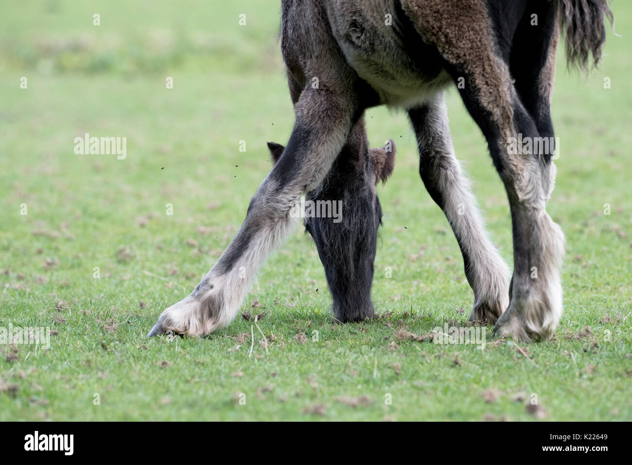 Junge fohlen Essen kurzes Gras und durch Fliegen pested. Stockfoto