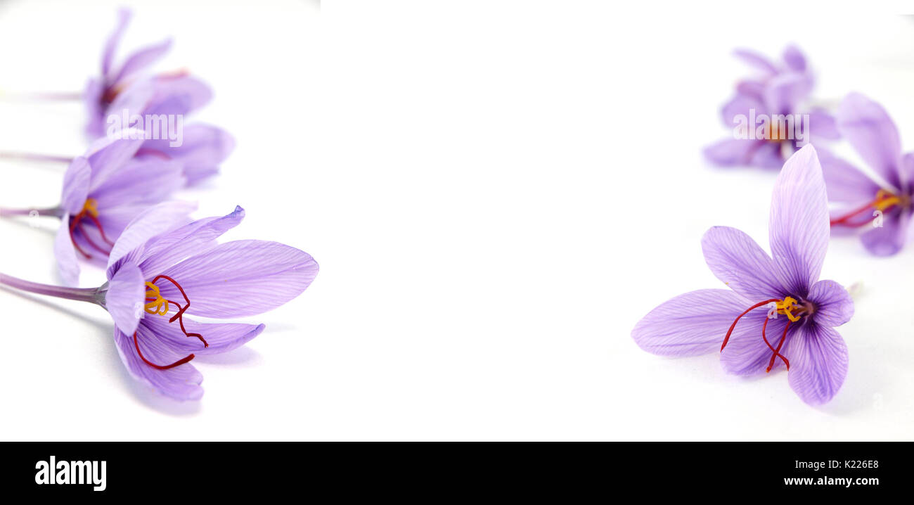 Crocus Blumen auf weißem Hintergrund und kopieren Raum Stockfoto