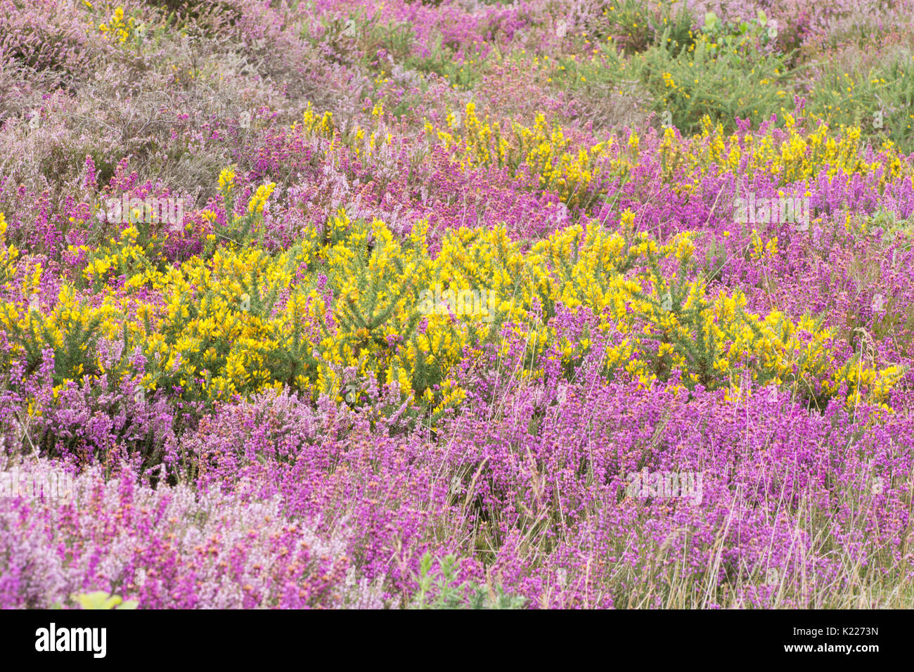 Und iping Stedham Commons, Midhurst, Sussex. August. Glockenheide, Erica cinerea, Ling, Calluna vulgaris, und Ginster. Lowland Heath. Stockfoto